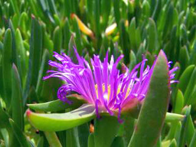 An image of an ice plant.