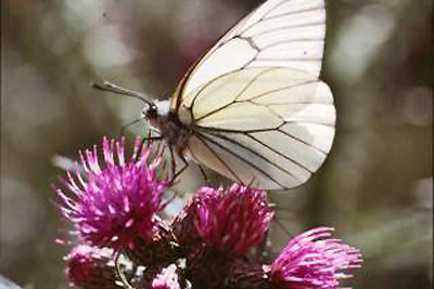 An image of a white butterfly.