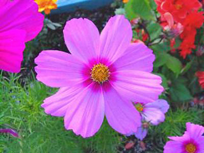 An image of a pink cosmos.