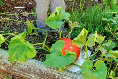 Several small pumpkins survived the heat and the insects in 2006 when much of New Mexico received abundant precipitation during the summer rainy season.