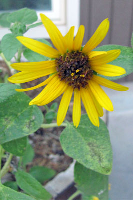 A photo of a sunflower in a whisky barrel planter.