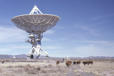 A photo of a cattle grazing near a radio telescope near Magdalena, New Mexico.