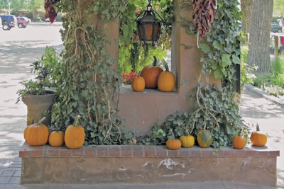 A photographic image of pumpkins outside the El Pinto Restaurant in Albuqerque, New Mexico.