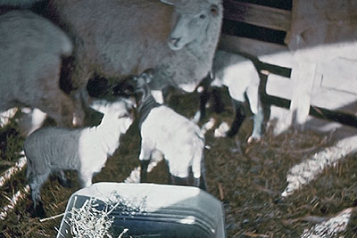A photographic image of sheep in a barn.