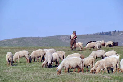 A photographic image of a shepherd and his sheep.