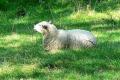 A photographic image of a white sheep resting.