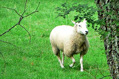 A photographic image of a running sheep.
