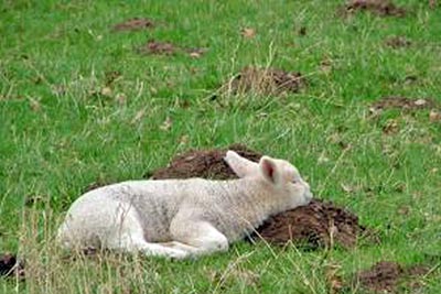 A photographic image of a resting lamb.