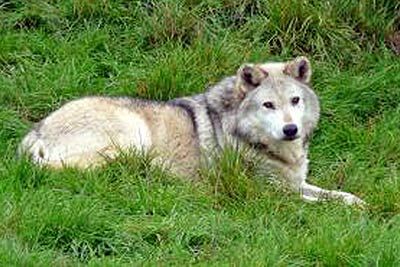 A photographic image of a wolf.