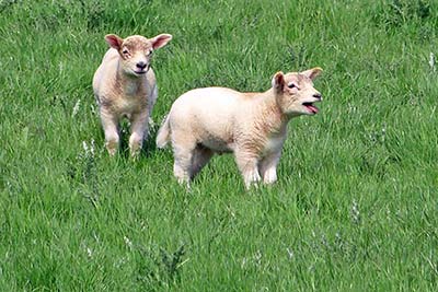 A photographic image of lambs in Ireland.