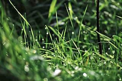 A photographic image of wet grass.