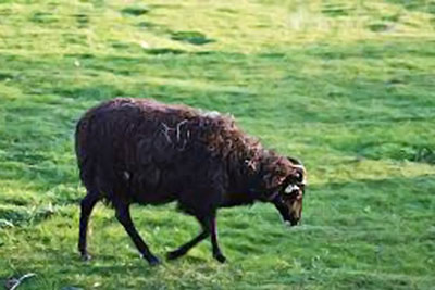 A photographic image of a black sheep.