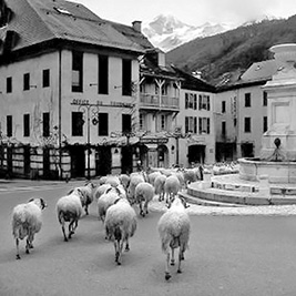A photographic image of sheep in a French village.