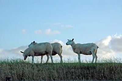 A photographic image of three grazing sheep.