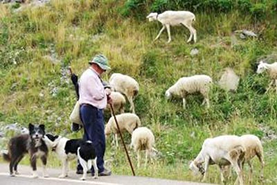 A photographic image of a shepherd herding sheep with his dogs.