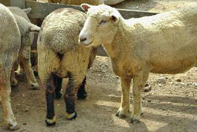 A photographic image of sheep grazing near a trough.