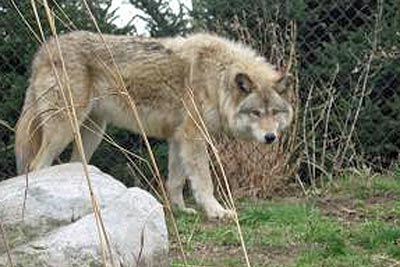 A photographic image of a Grey Wolf.