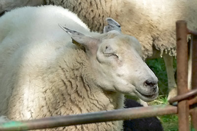 A photographic image of sheep with her eyes closed.