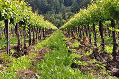 A photographic image of rows of grapes in a vineyard.