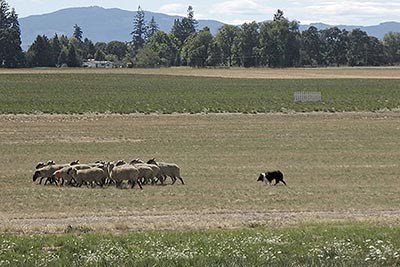 A photographic image of sheep and a working sheepdog.