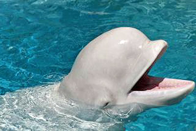 A photographic image of a beluga whale.