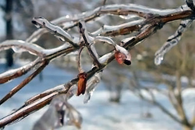 A photographic image of an ice-covered branch.