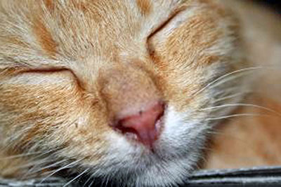 A photographic image of a sleeping cat.