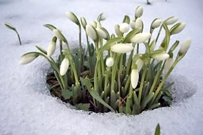 A photographic image of a Snowdrop.