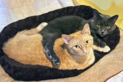 A photographic image of two cuddling cats.