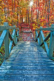 A photographic image of a country road bordered by trees in their autumn finery.