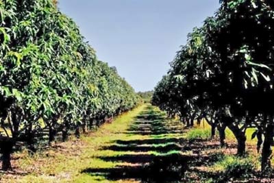 A photographic image of a mango orchard.