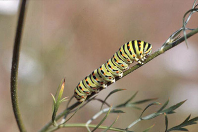 A photographic image of a striped caterpillar.