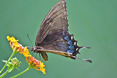 A photographic image of a Black Swallowtail Butterfly.