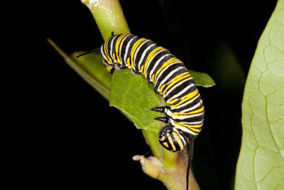 A photographic image of a caterpillar that will become a Monarch Butterfly.