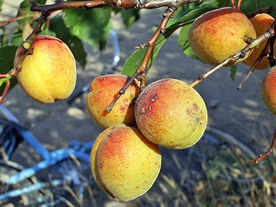 A photographic image of ripe fruit on a peach tree.
