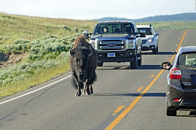 A photographic image of a lone bison on a highway.